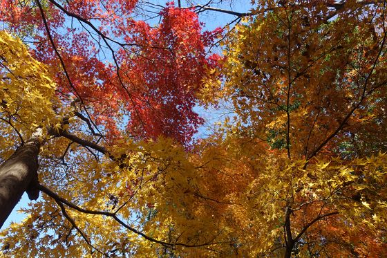 秋 里見公園