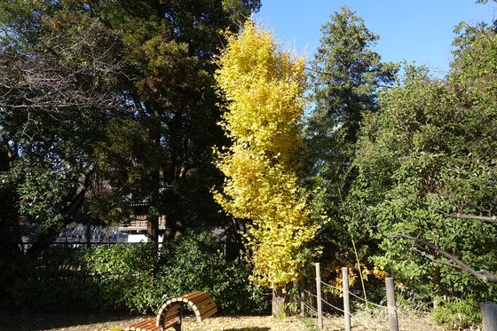 里見公園 イチョウ