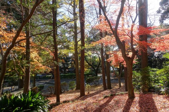 市川市 紅葉