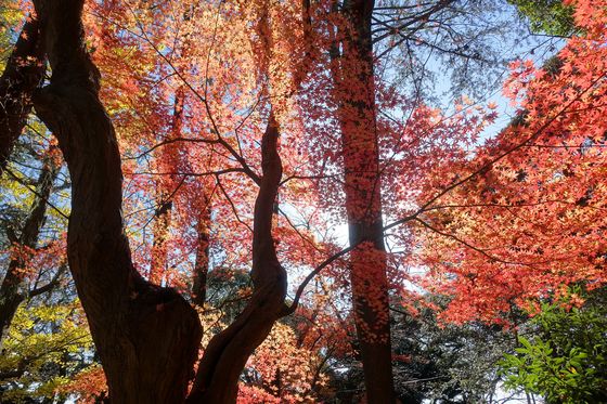 市川 公園 紅葉