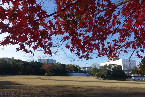 多摩中央公園 秋