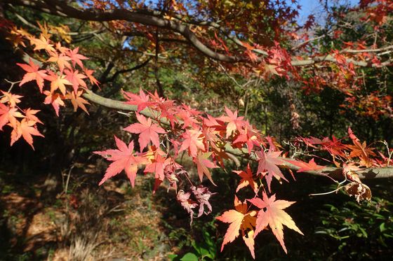 多摩市 公園 紅葉