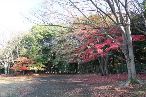 紅葉 多摩中央公園