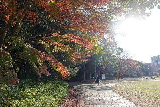 多摩中央公園