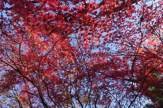 多摩中央公園 紅葉 見頃