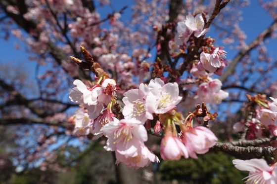 東御苑 早咲きの桜
