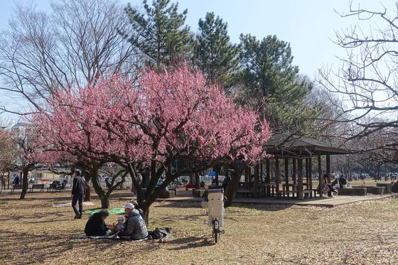 砧公園 梅林