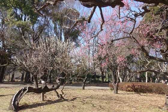 砧公園 梅園