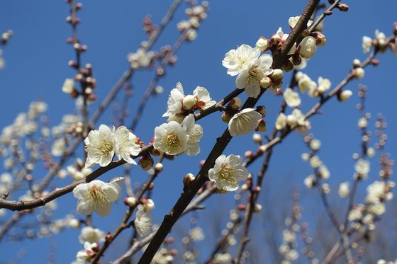 砧公園 白梅