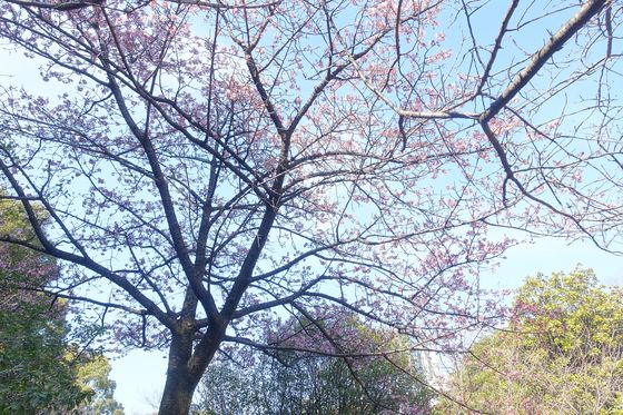 日本武道館 寒桜