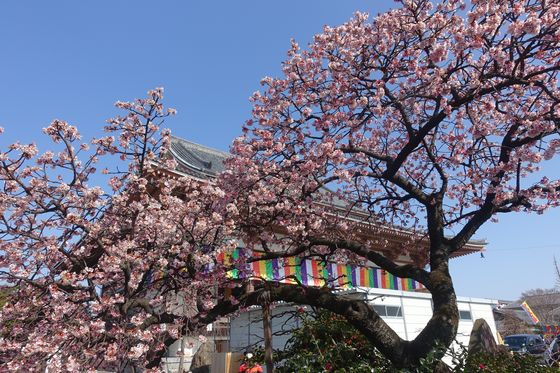 西新井大師 早咲きの桜