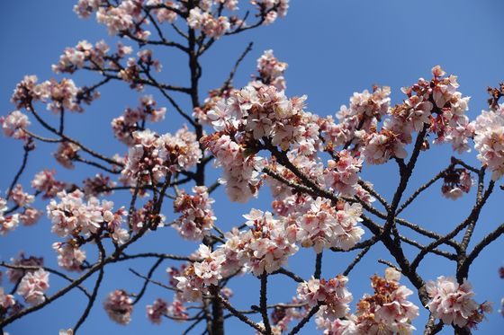 西新井 寒桜