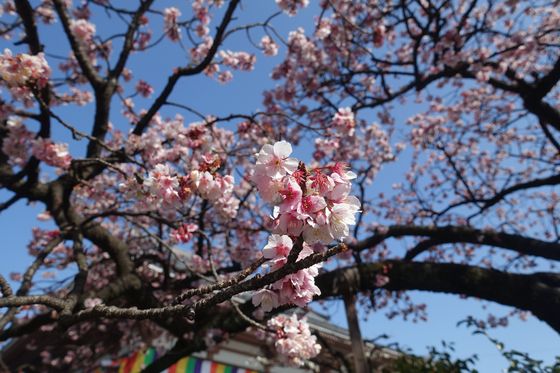 東京 寒桜