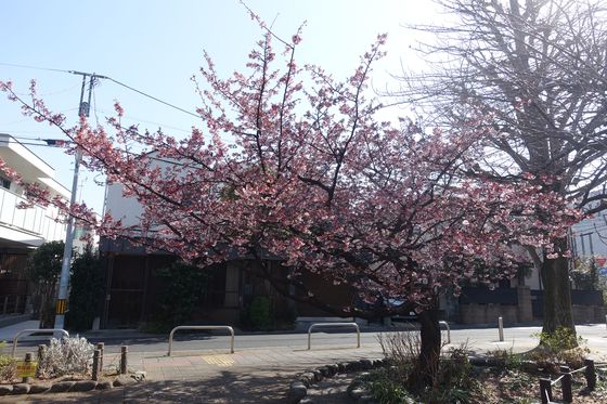 千歳船橋 公園 寒桜