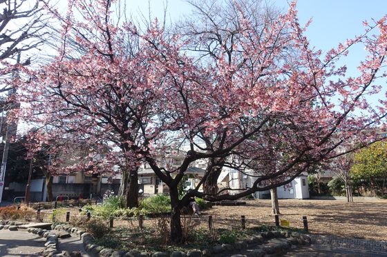 桜樹広場 寒桜
