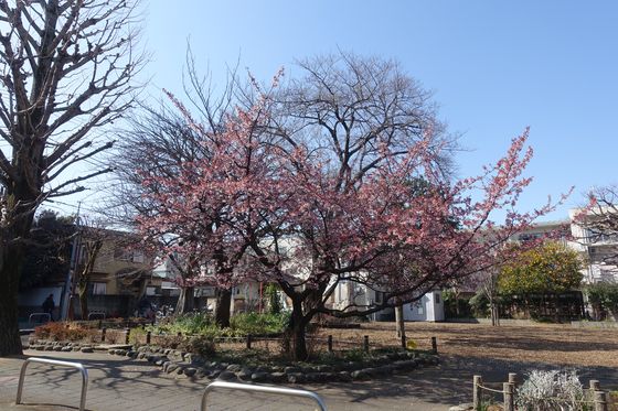 桜樹広場
