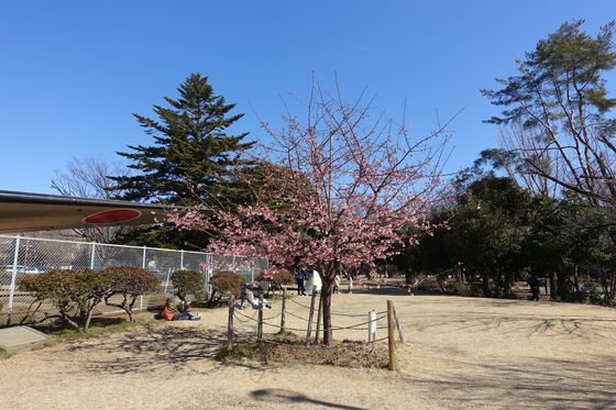 所沢航空記念公園 カワヅザクラ