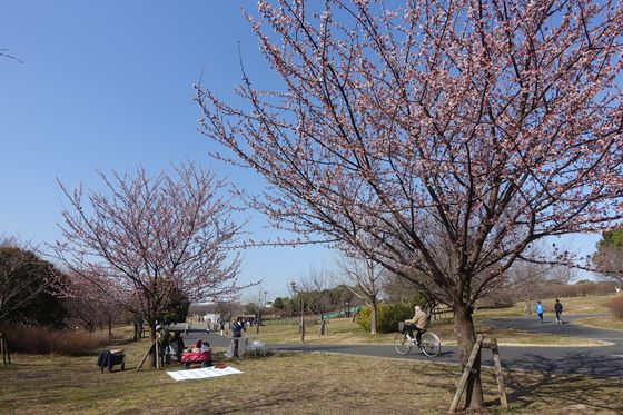 舎人公園 寒桜