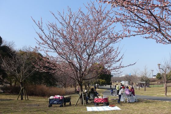 足立区 公園 寒桜