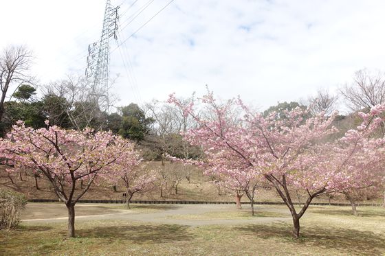 神奈川県 河津桜