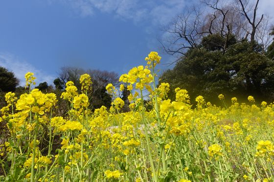 金沢自然公園 菜の花