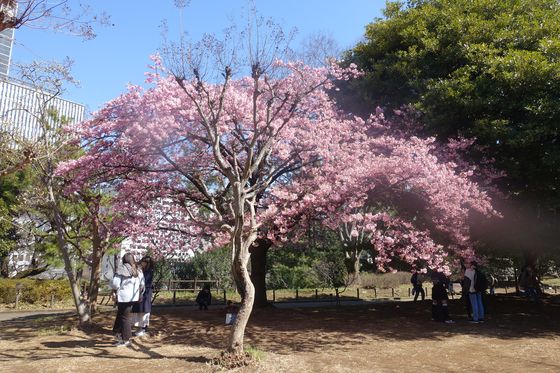 北の丸公園 河津桜