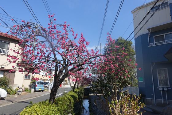 興農親水緑道 早咲きの桜