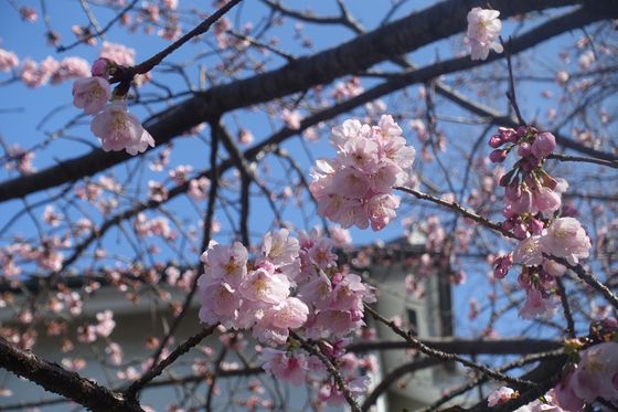 龍華寺 横浜 熱海桜