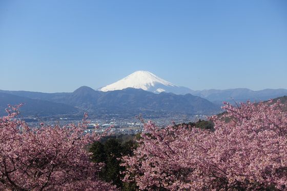 富士山 河津桜