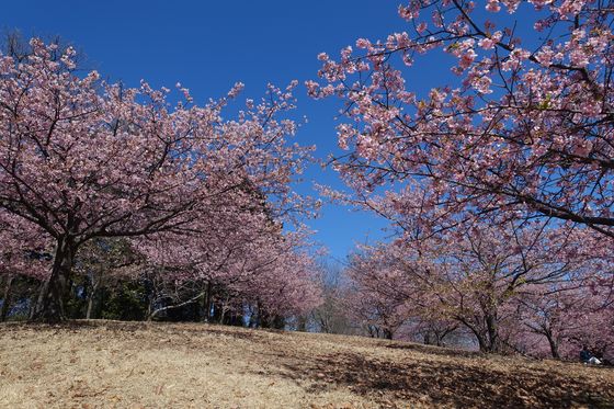 神奈川県 河津桜