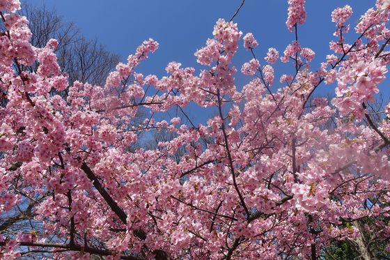 東京 公園 河津桜