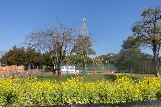 篠崎公園 ナノハナ
