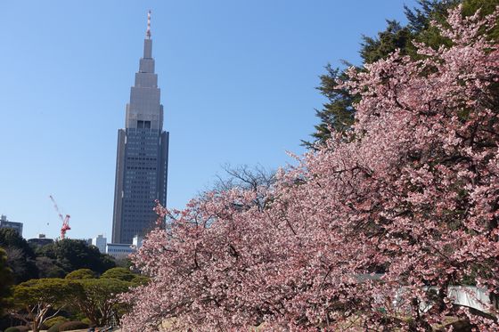 新宿区 寒桜
