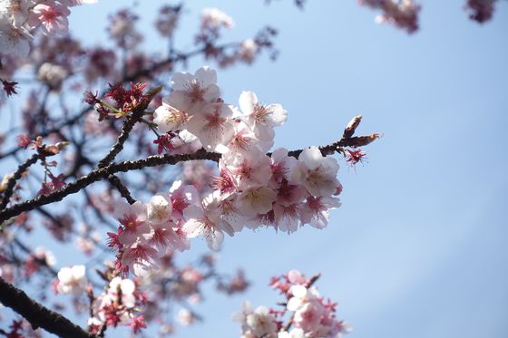 千代田区 早咲きの桜