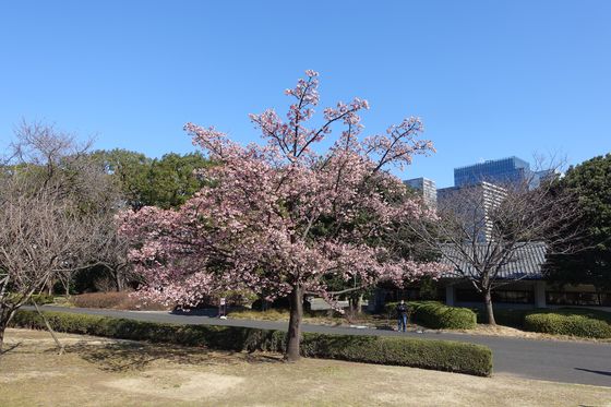 千代田区 寒桜