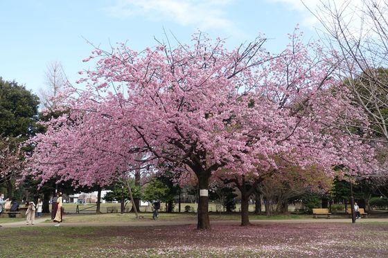 武蔵野市 寒桜