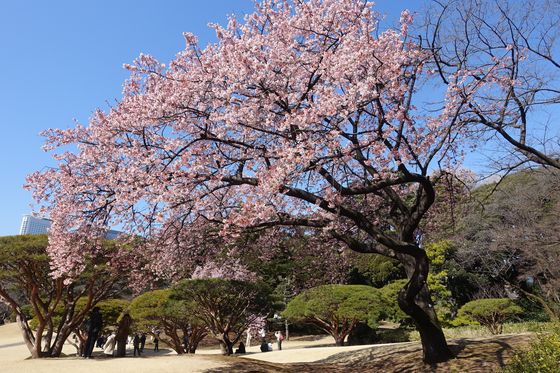 東京 寒桜