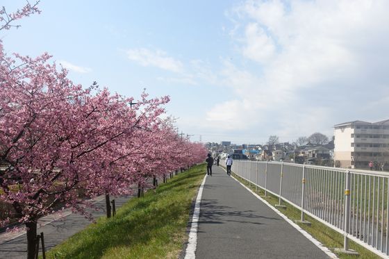 山崎公園 富士見市 河津桜