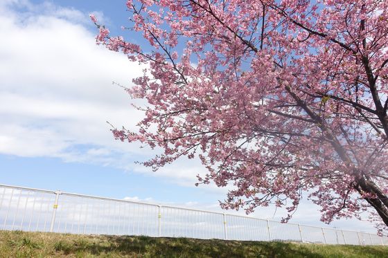 富士見市 山崎公園 河津桜