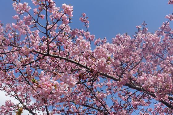 山崎公園 河津桜 見頃