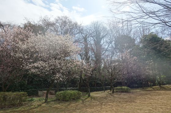 富士見市 山崎公園 梅