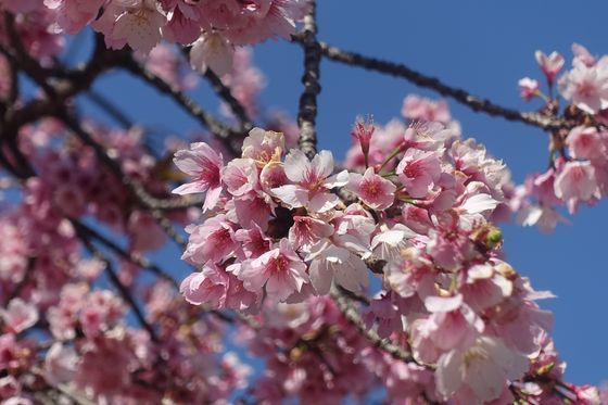 日比谷公園 寒桜 開花状況