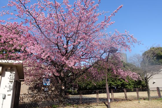 日比谷公園 大寒桜