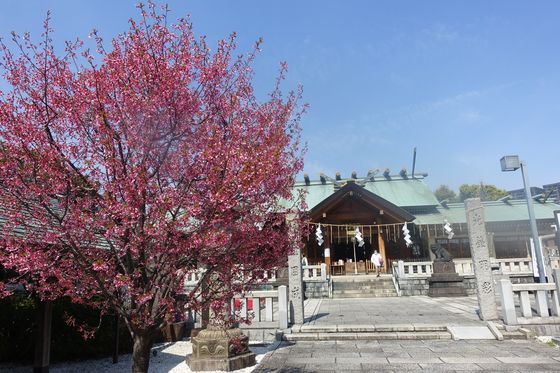石浜神社 おかめ桜