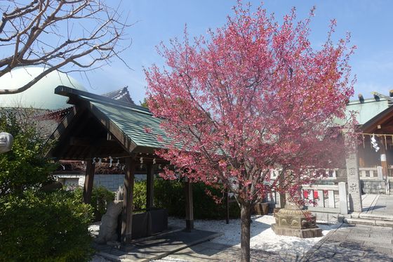 石浜神社 早咲きの桜
