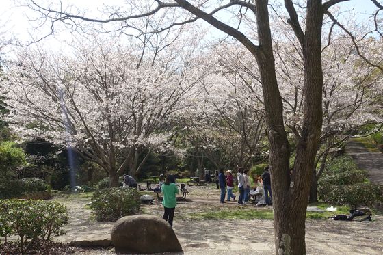 金沢自然公園 花見 バーベキュー