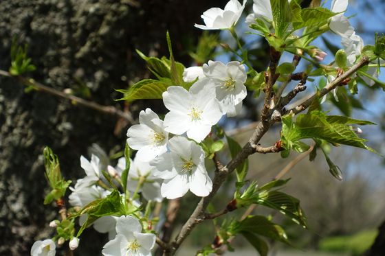 金沢自然公園 桜 開花状況