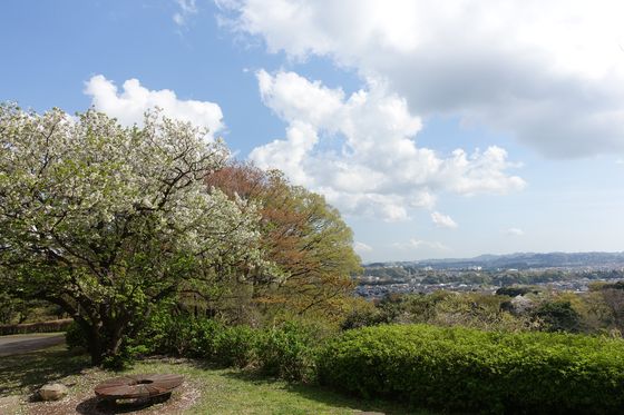 金沢自然公園 桜