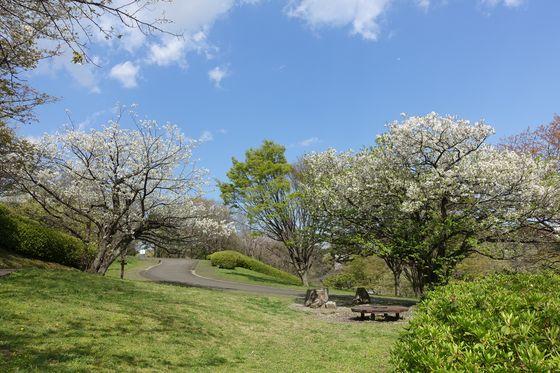 金沢区 桜