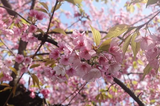 牧野記念庭園 早咲きの桜